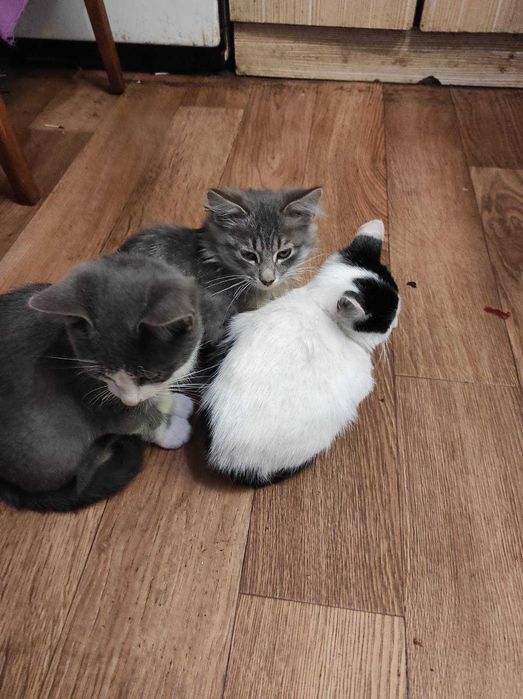 Кошеня, котенок, кот, кошечка,  котик