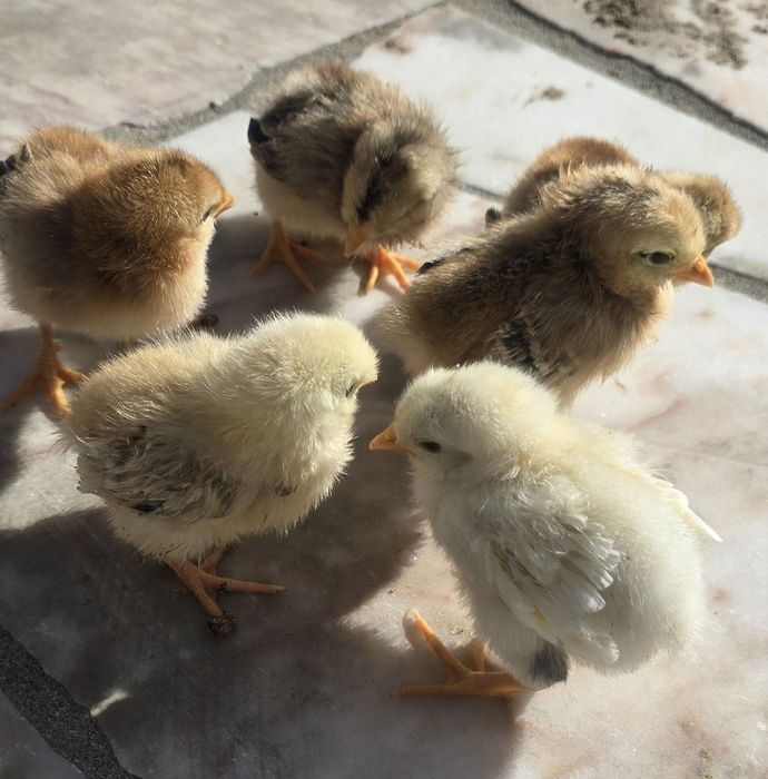 Pintos de raças variadas