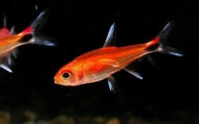 Tetra rubinowa - Axelrodia riesei Aqualife