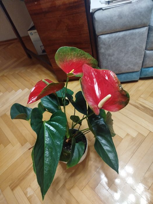 Продам красивий антуріум