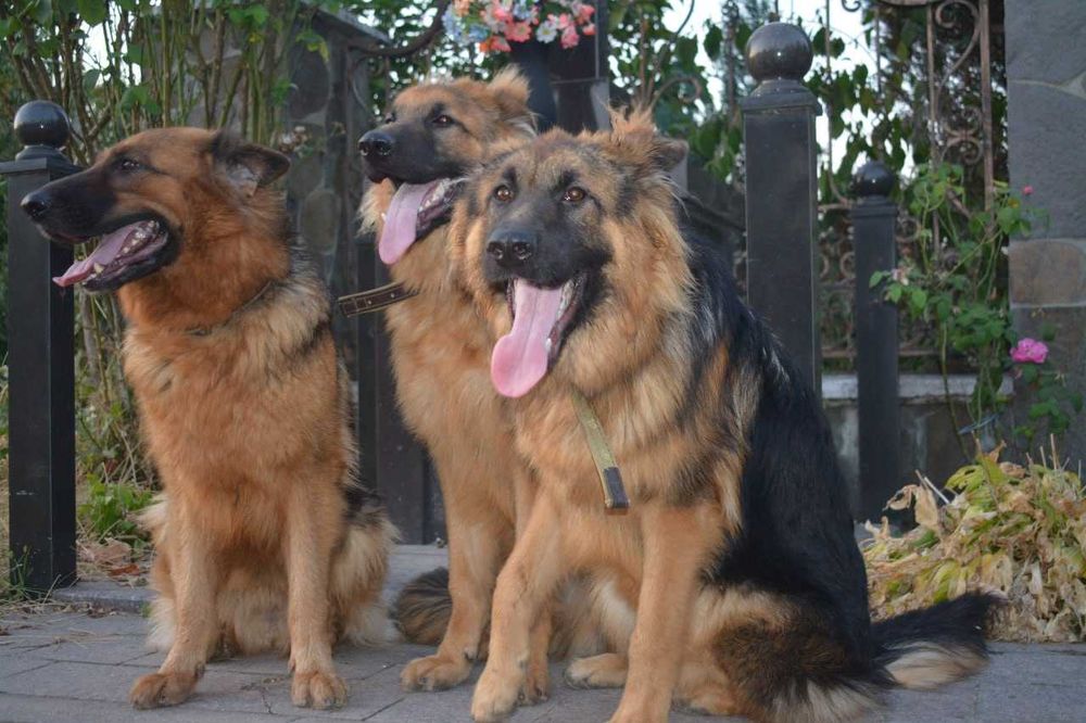 Продаються цуценята німецької вівчарки