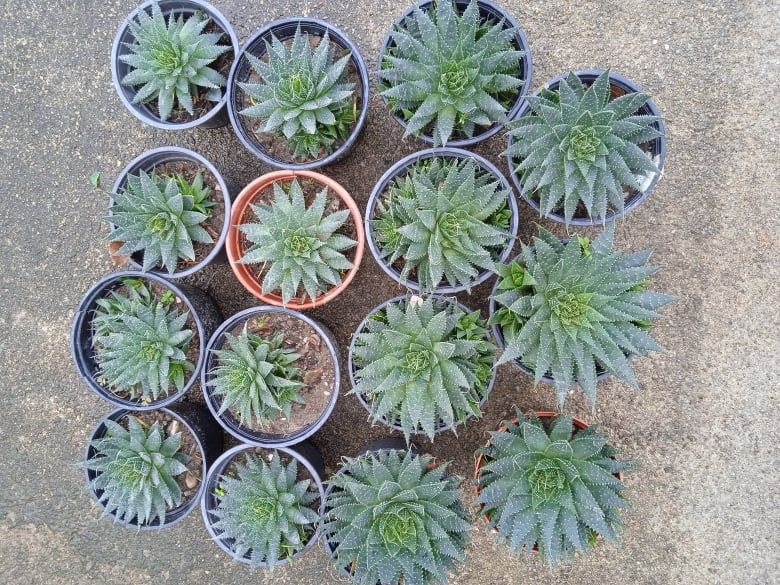 Catos ou suculentos para o seu jardim