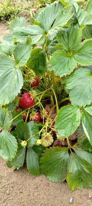 Sprzedam dżem truskawkowy, malinowy, śliwkowy, jabłkowy