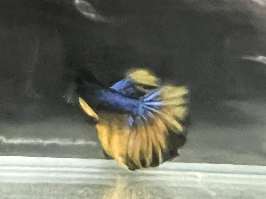 Bojownik Super Delta