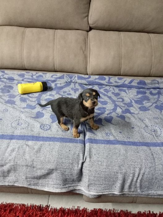 Pinscher miniatura
