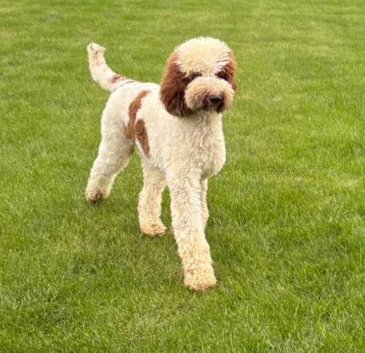Goldendoodle f1b w umaszczeniu tuxedo