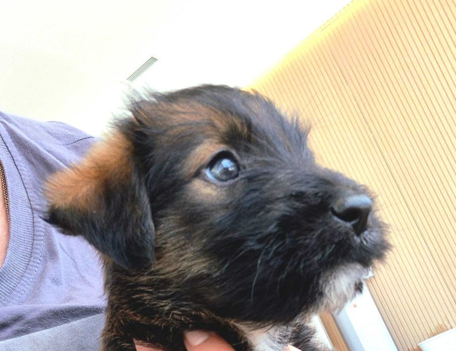 Cães bebés de machos de porte médio/grande