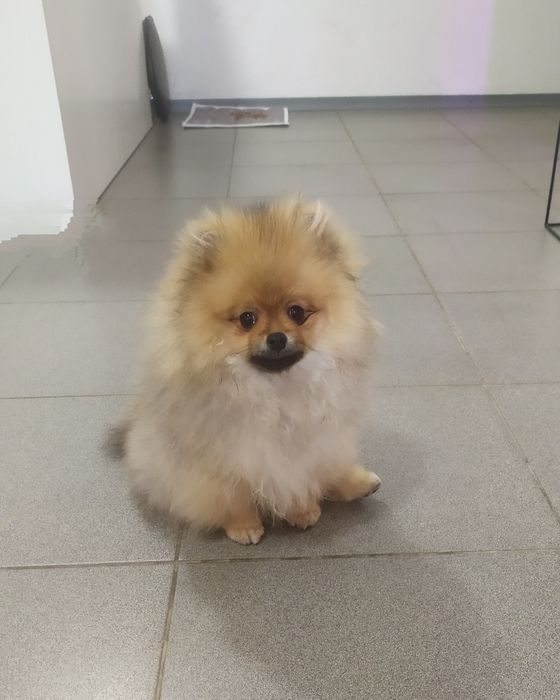 Померанский шпиц