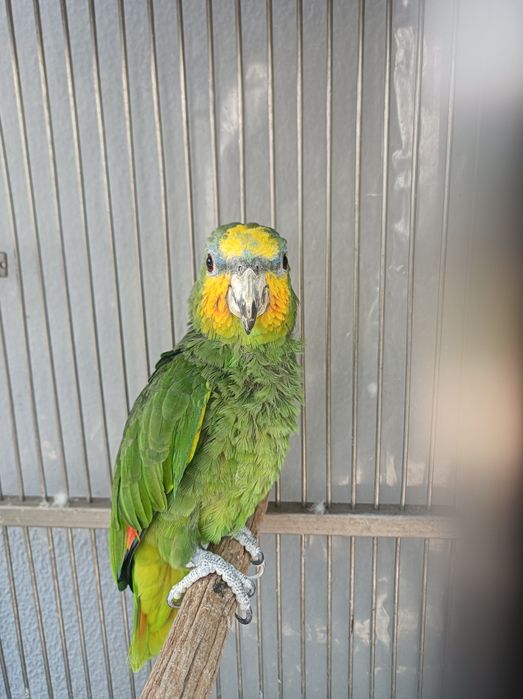 Vendo papagaio verde