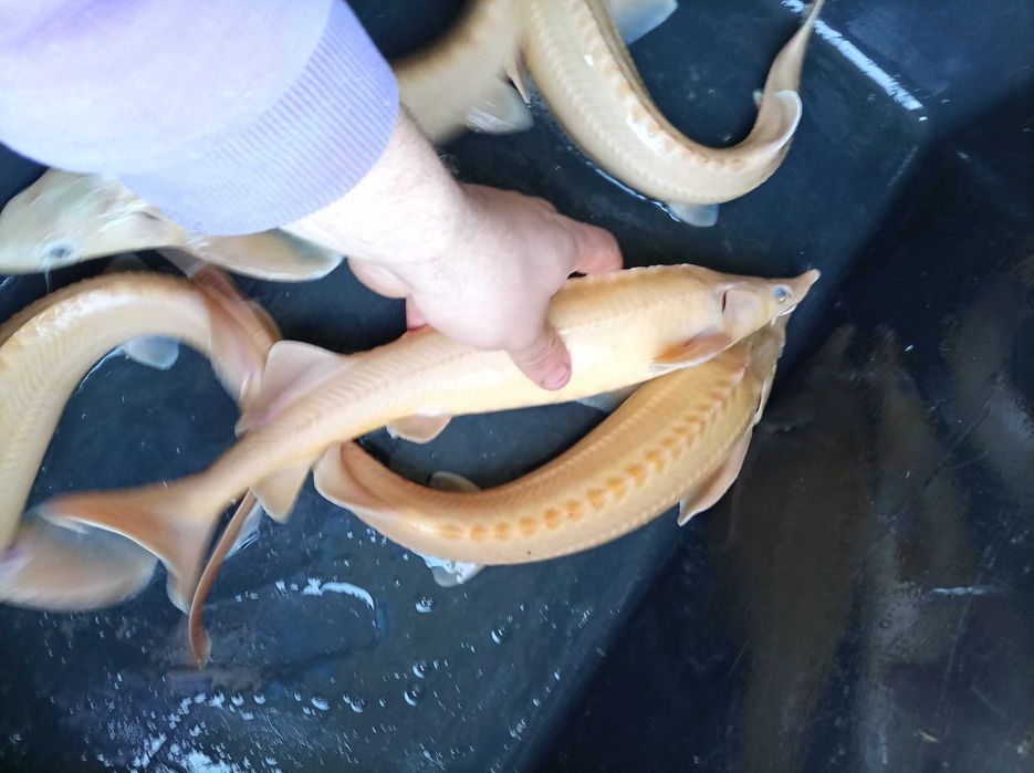 Jesiotr albinos biały 45-48 cm , węgorz lin Amur karp