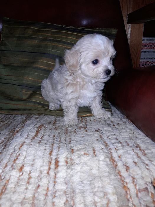 Maltipoo suczka F1