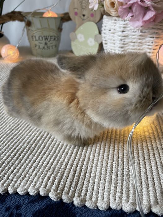Króliczki  królik mini lop miniaturowy baranek LEGALNA HODOWLA !
