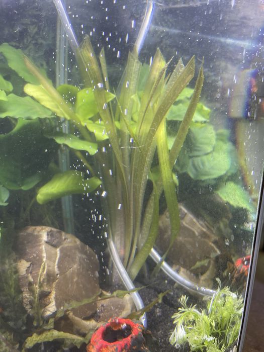 Nurzaniec tygrysi, czyli duża odmiana trawki akwariowej