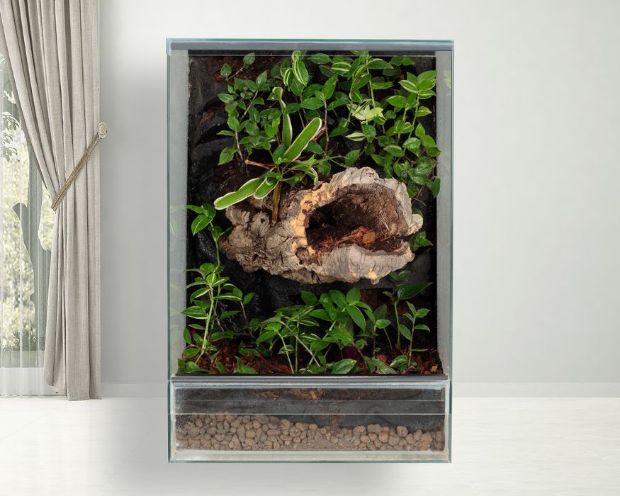 Terrarium paludarium las w szkle