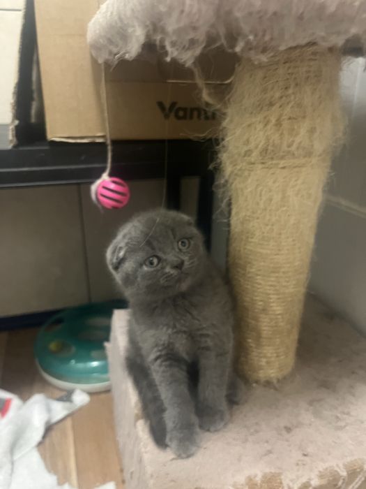 Scottish fold de boa linhagem