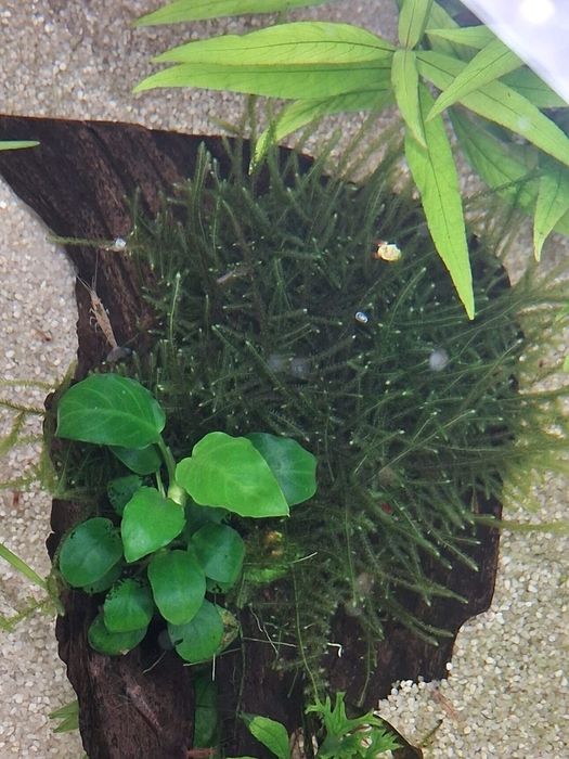 Musgo Spiky (Taxiphyllum sp.)