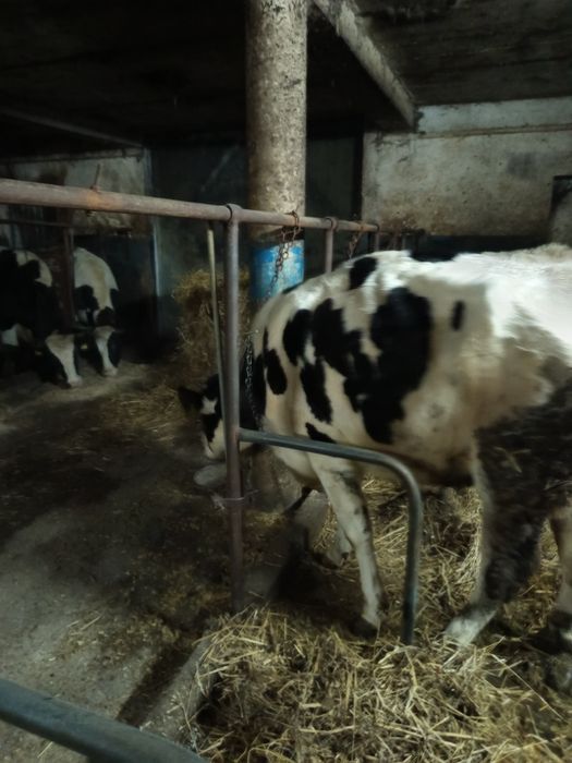 Sprzedam krowy mleczne