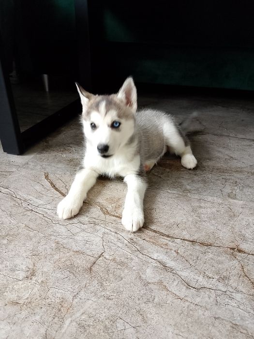 Sunia  Syberian Husky