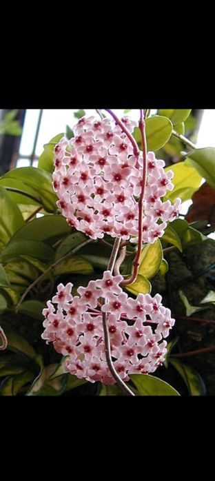 Хоя домашня квітка різні види