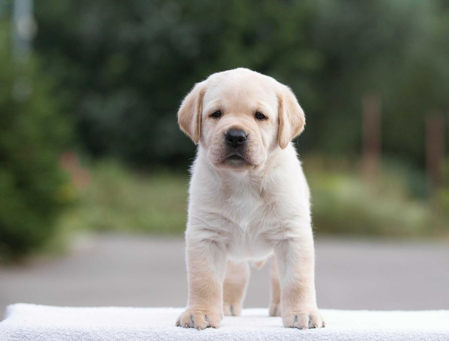 Мрієте про лабрадора