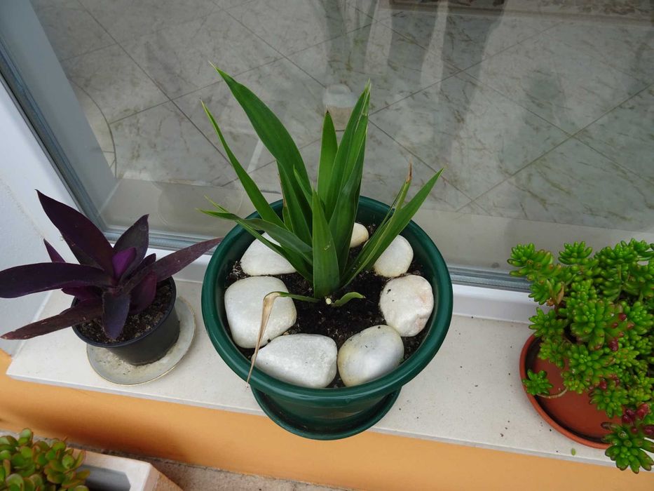 Plantas de interior/exterior suculentas