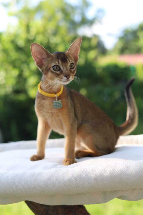 Кошенята шоу класу