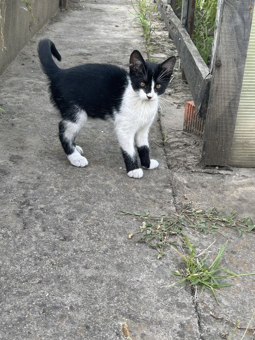 Кошеня в добрі руки. 4 місяці. Самостійне, їсть все, ловить мишей