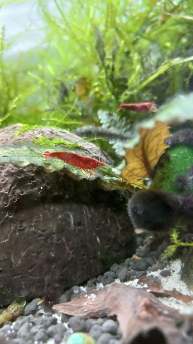 Krewetki Red Cherry