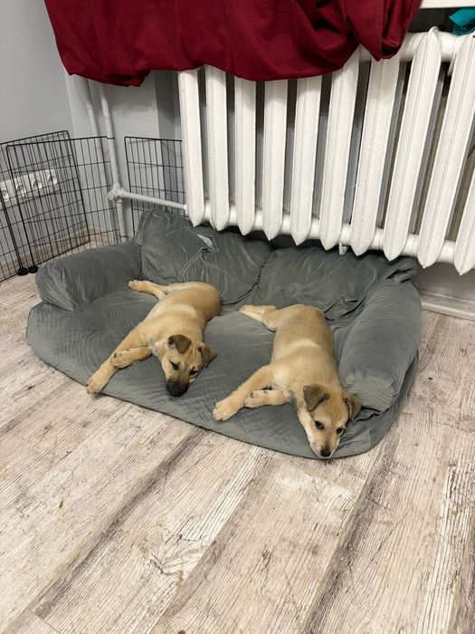 Цуценята шукають дім