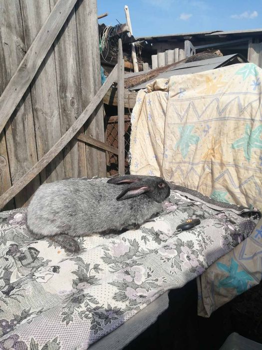 Домашние жывотные