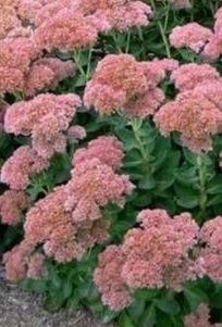 Очиток    видний