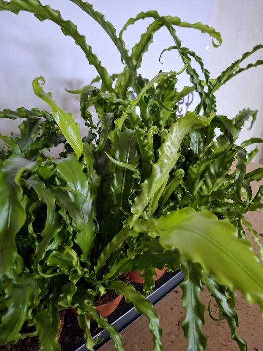 Asplenium antiquum 'Osaka'  WYSYŁKA