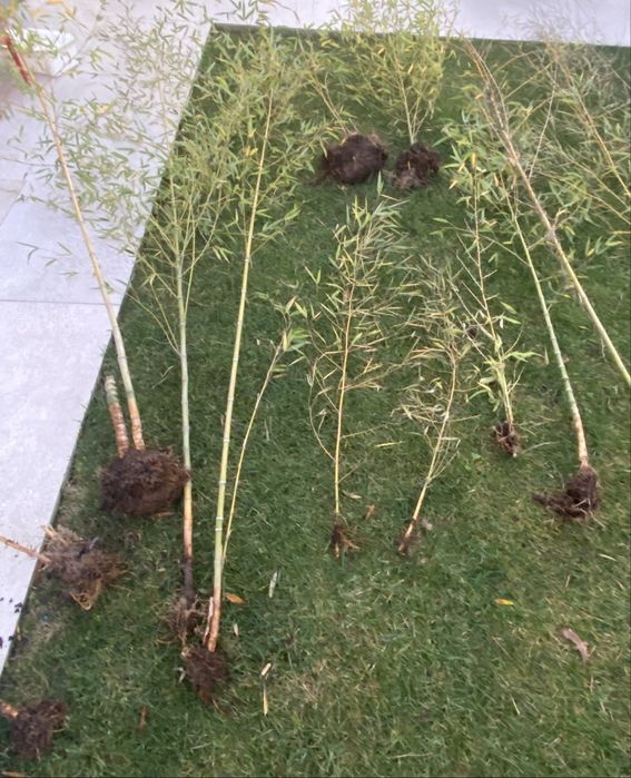 Canas bambu para plantar