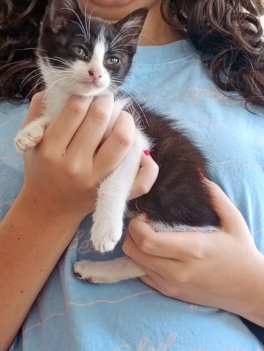 lindos gatinhos doa-se