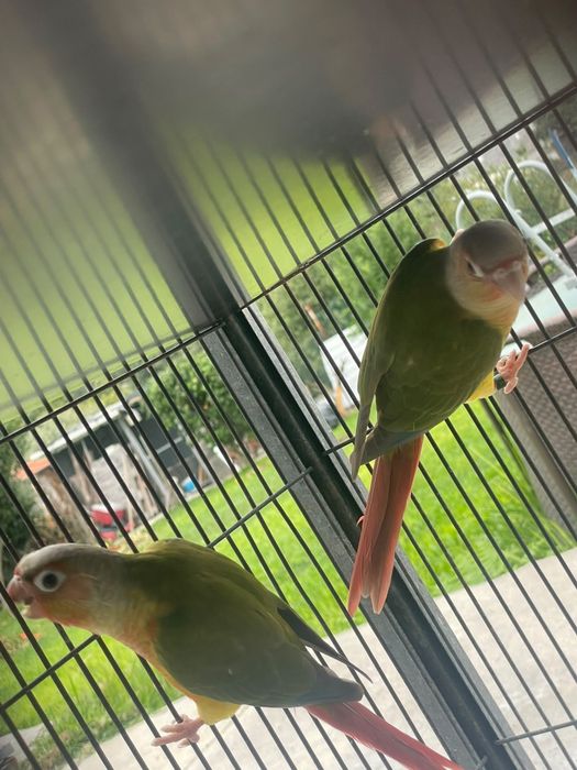Casal Pyrruas pineapple
