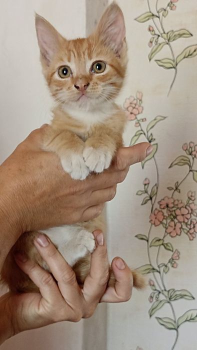 Бесплатно в хорошие руки
