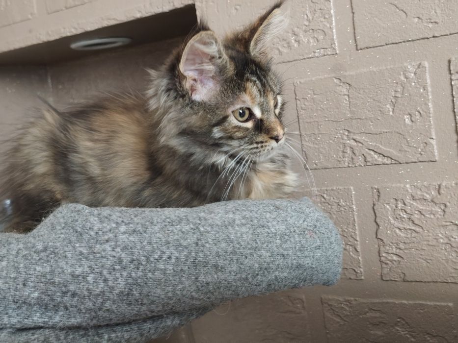 Dziewczynka Maine Coon