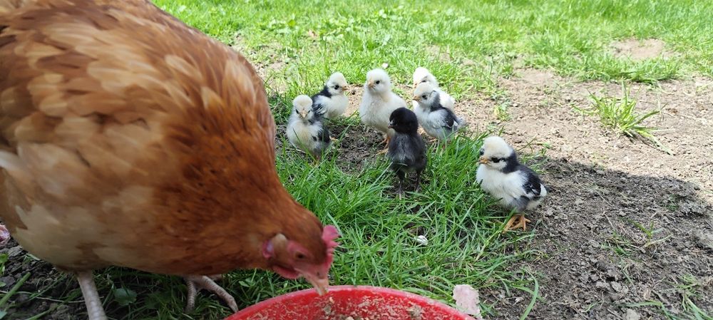 Kwoka z pisklętami