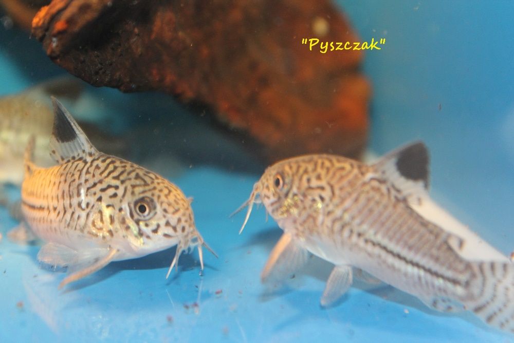 Kirys  Julii  od 'P"