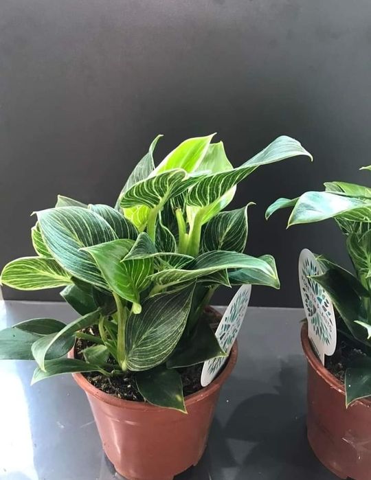 Філодендрон Біркін