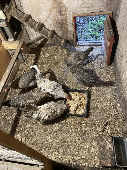 Кури Легбар сімʼя