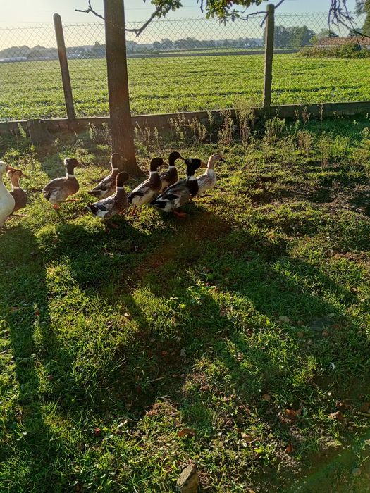 Kaczka staropolska z czubem, Kaczka staropolska