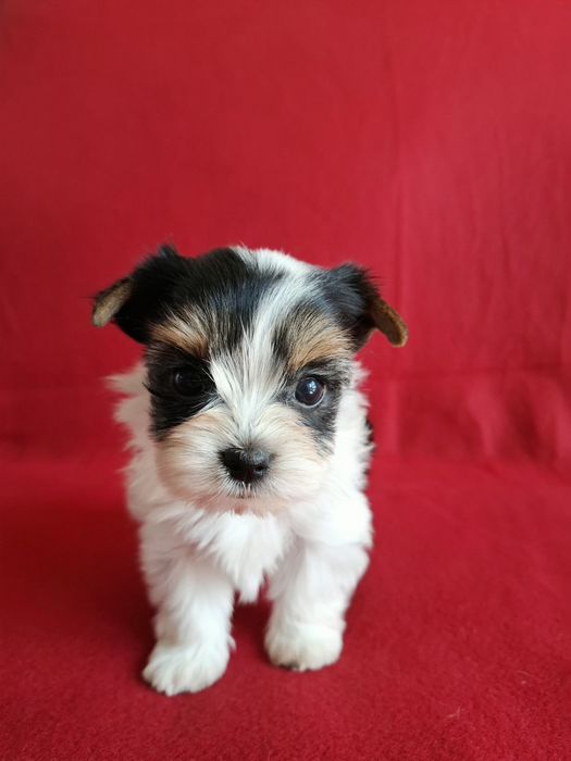 York biewer yorkshire terrier biewer piesek rodowód 4ro pokoleniowy