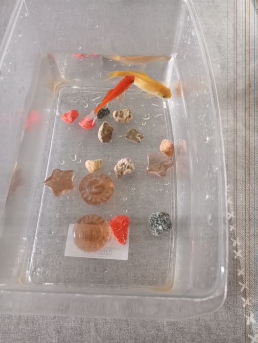 2 peixes Cometa + Acessórios