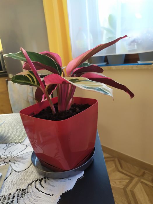 Stromanthe kwiat w doniczce