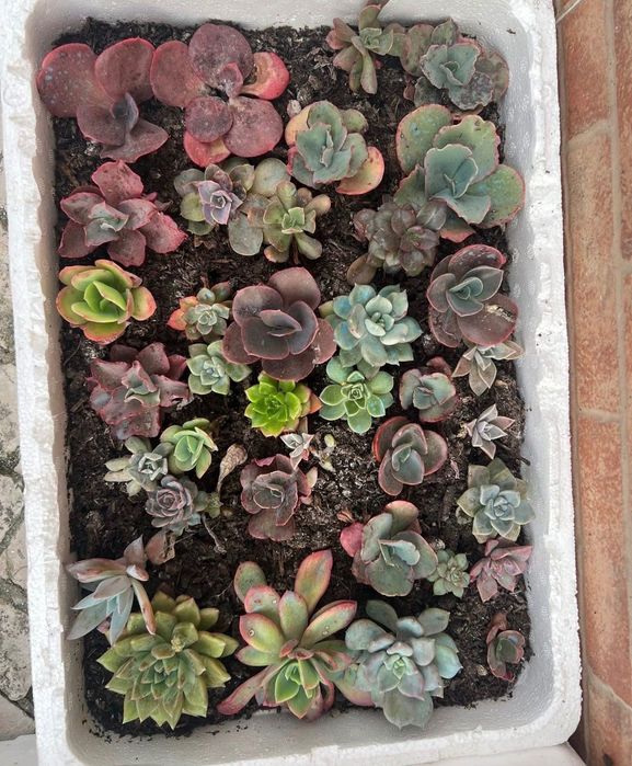Suculentas Caixinhas “aprendiz”  Caixas com 20 suculentas de diversas variedades. (Sortidas)  20 suculentas 20€ ( sai 1€ cada)