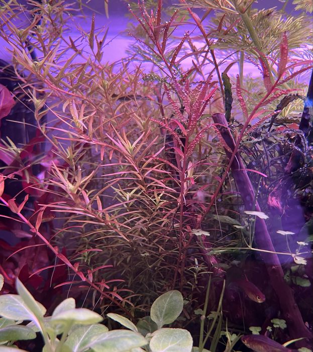 Rotala orange juice roślina akwariowa