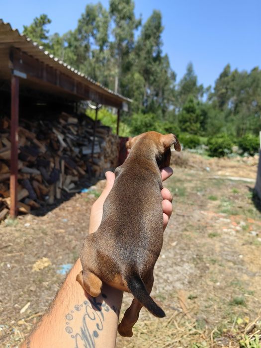 Pincher Mini menina