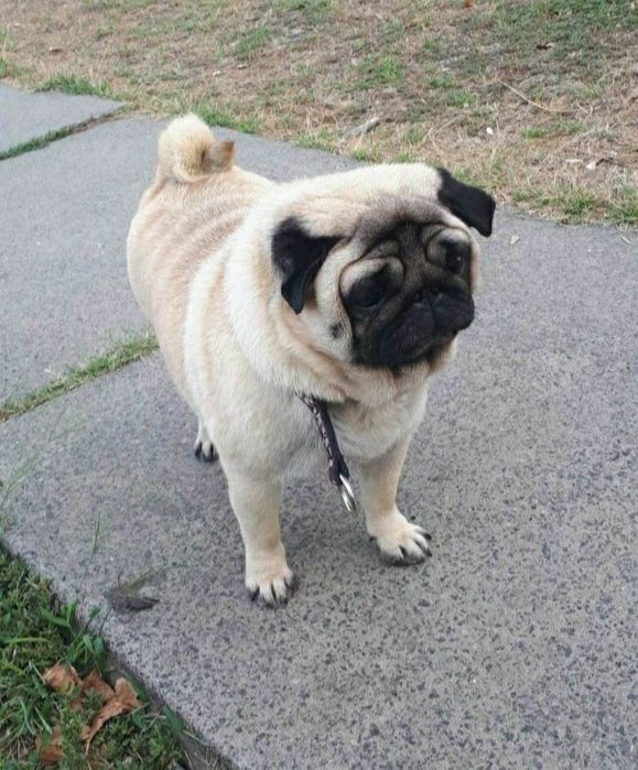 Улюблені мордочки