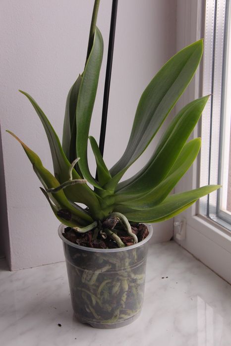 Орхідея фаленопсис біг ліп